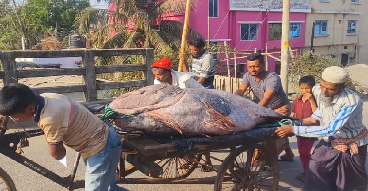 টেকনাফের সেই ভোল মাছ প্রতি কেজি ১৭ শত টাকায় বিক্রি