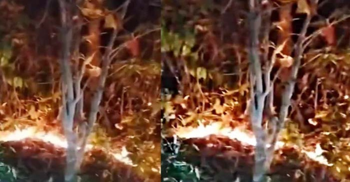 লাউয়াছড়া বনে আগুন