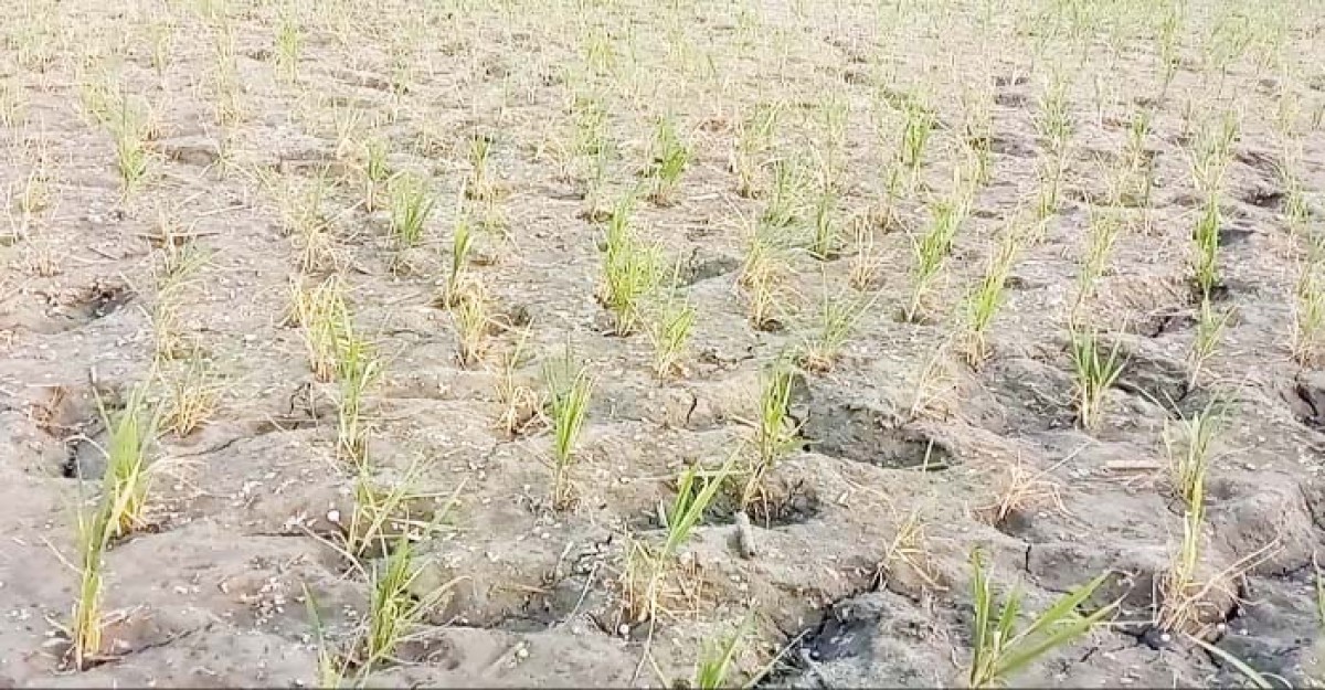 খোকসায় পানি সংকটে বোরোধান আবাদে শংকা