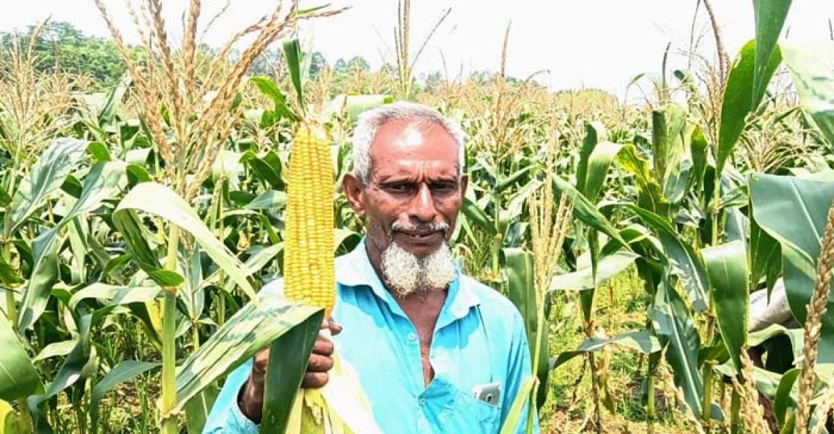কমলগঞ্জে ভুট্টা চাষে ঝুঁকছেন কৃষক