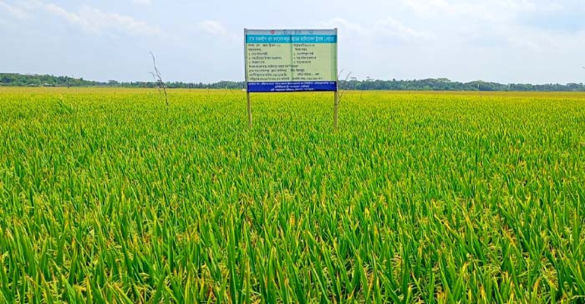 রামপালে বোরোর বাম্পার ফলনে কৃষকের মুখে হাসি
