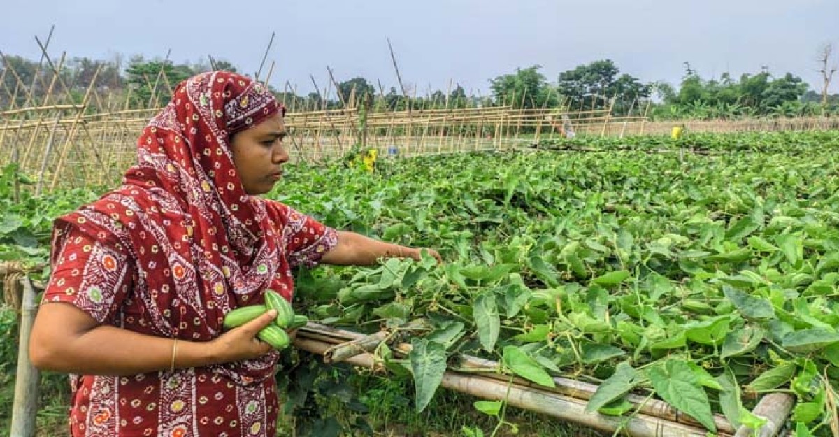 মাটিরাঙ্গায় মাচায় পটল চাষে নারী উদ্যোক্তার সাফল্য