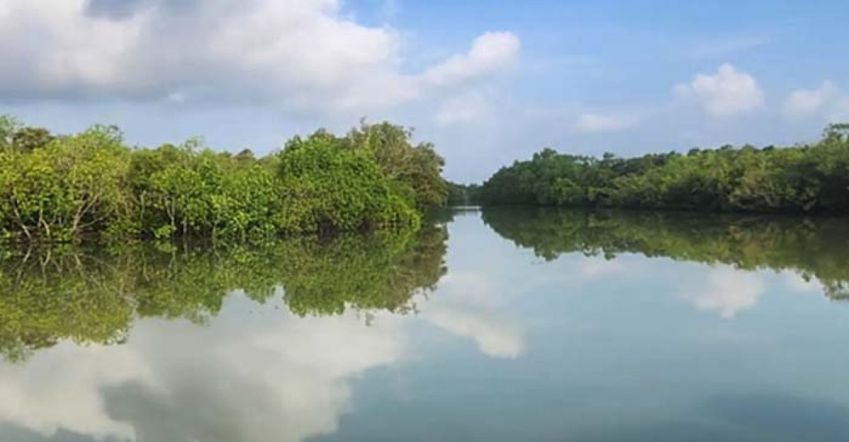 সুন্দরবনে ৬২ জনকে পুশইন করেছে বিএসএফ