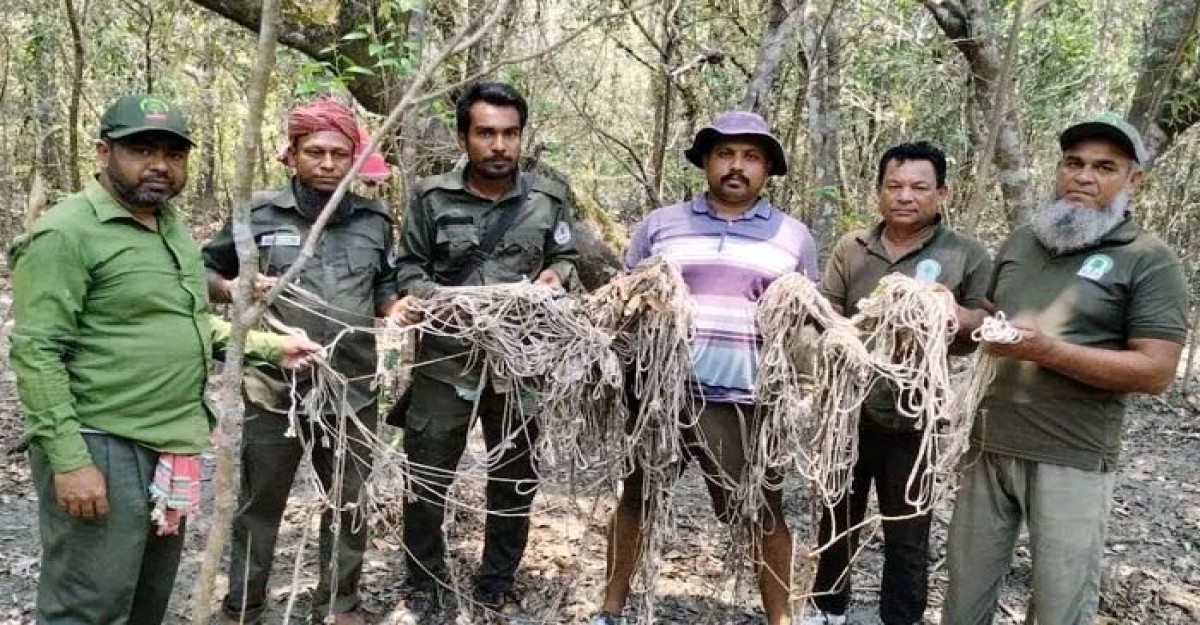 সুন্দরবনে হরিণ শিকারের ৫০০ ফুট ফাঁদ উদ্ধার