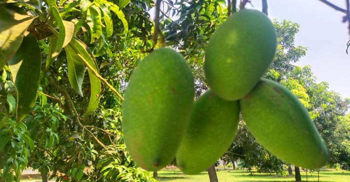 নওগাঁয় যেভাবে এল নাক ফজলি আম