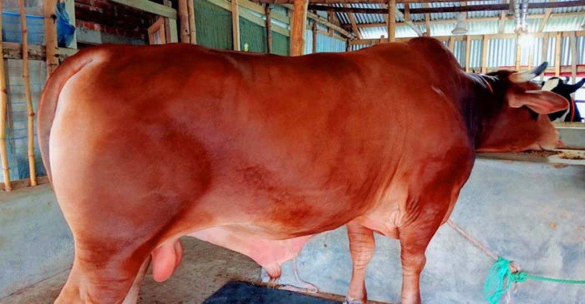 রাঙ্গা দুদু, কালা পাহাড় কিনলে ওমরাহ ফ্রী