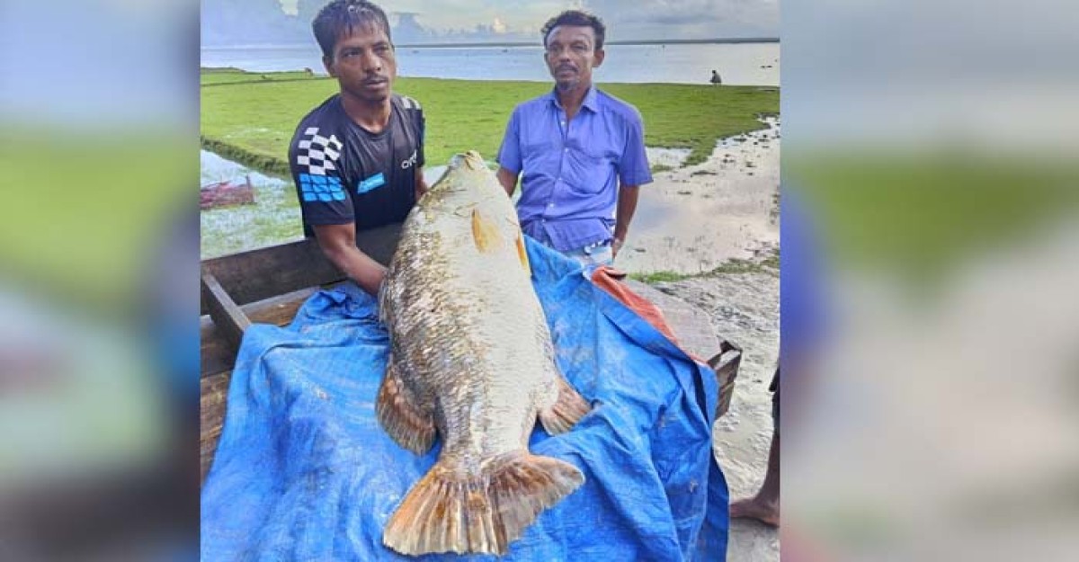 হাতিয়ায় জেলের জালে ধরা পড়েছে ২৫ কেজি ওজনের কোরাল মাছ