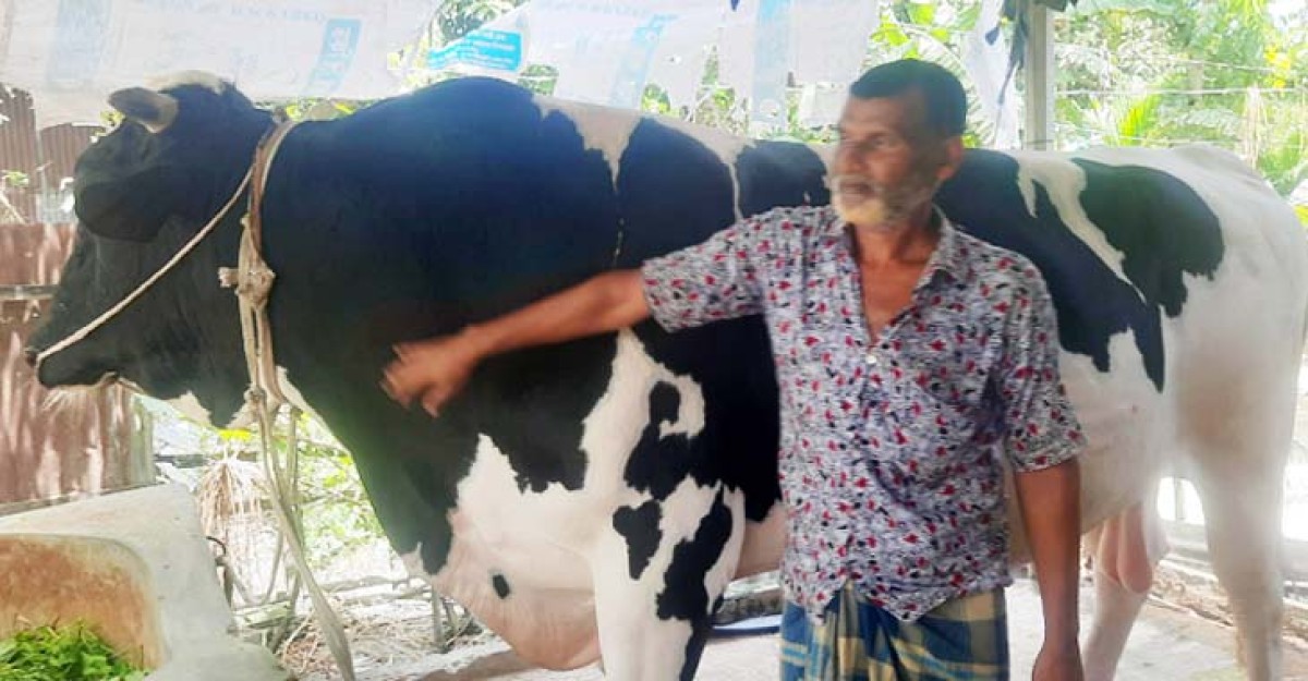 ময়মনসিংহে ৩২ মণের ‘সাদাময়না’, স্বপ্নের দাম ১৫ লাখ