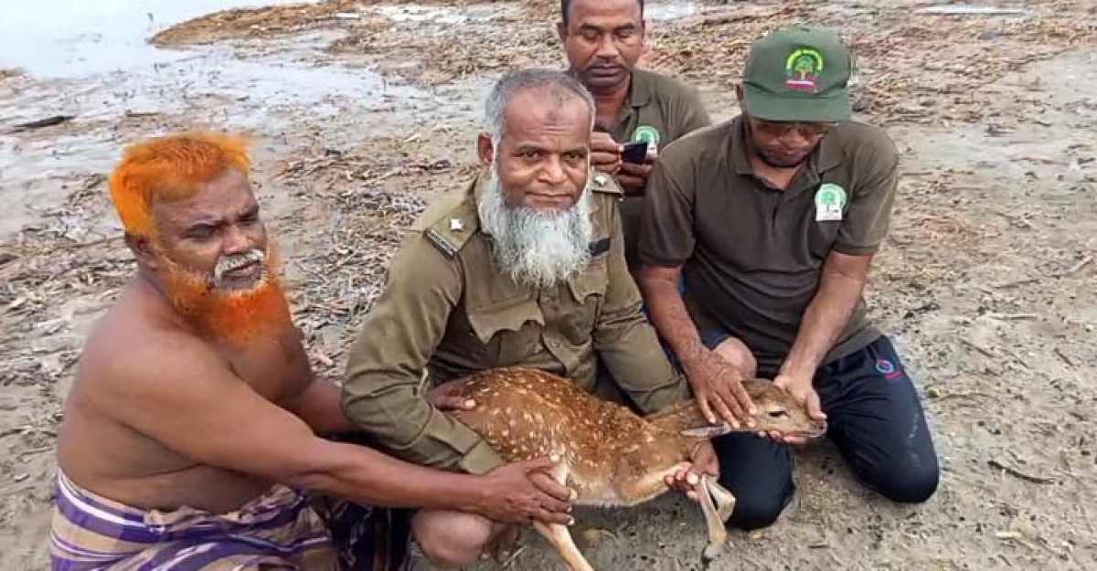 সুন্দরবনে ঘূর্ণিঝড় ‘শক্তি’র তাণ্ডবে ভেসে যাচ্ছিল হরিণ, বনকর্মীদের বীরত্বে প্রাণে রক্ষা
