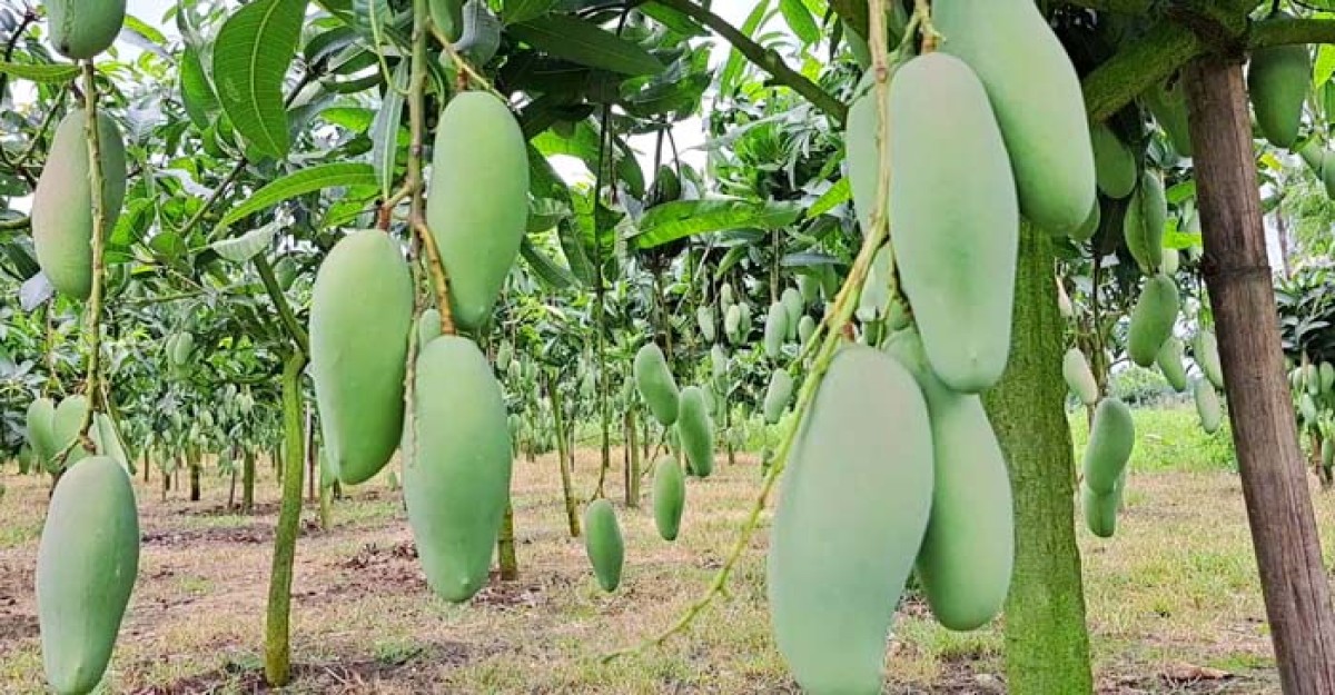 তেঁতুলিয়ায় থাই ব্যানানা ম্যাংগোর বাম্পার ফলন