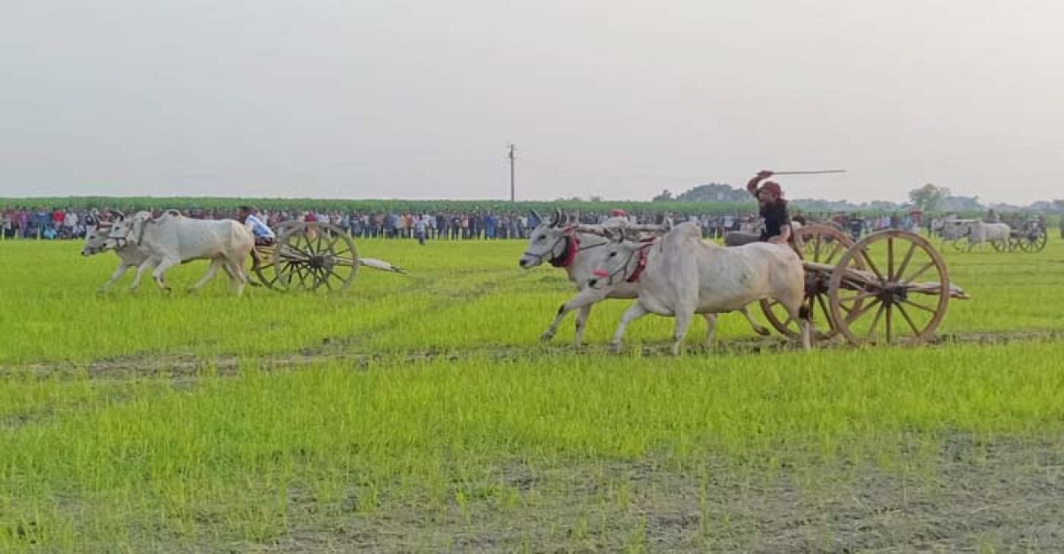 মহেশপুর গ্রামীণ ঐতিহ্যে মেতে ওঠে গরুর গাড়ির দৌড়ে দর্শকদের উল্লাস