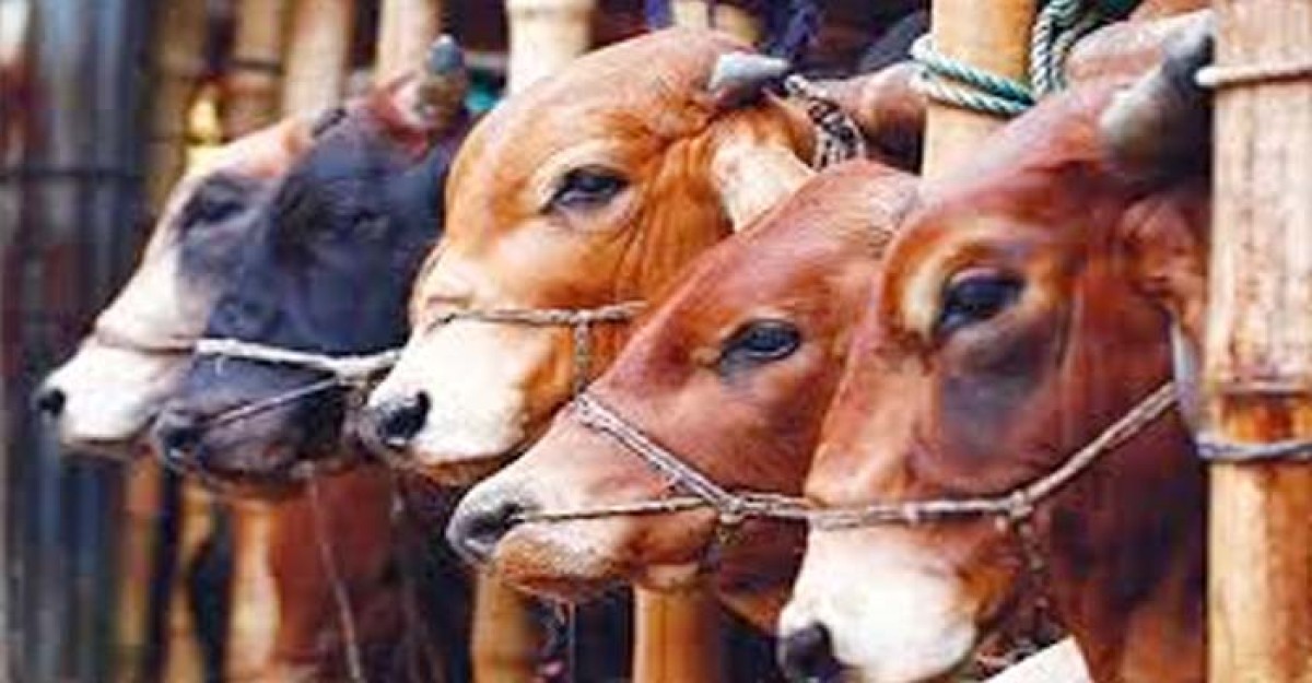 ঈদুল আজহায় ৯১ লাখের বেশি পশু কোরবানি হয়েছে
