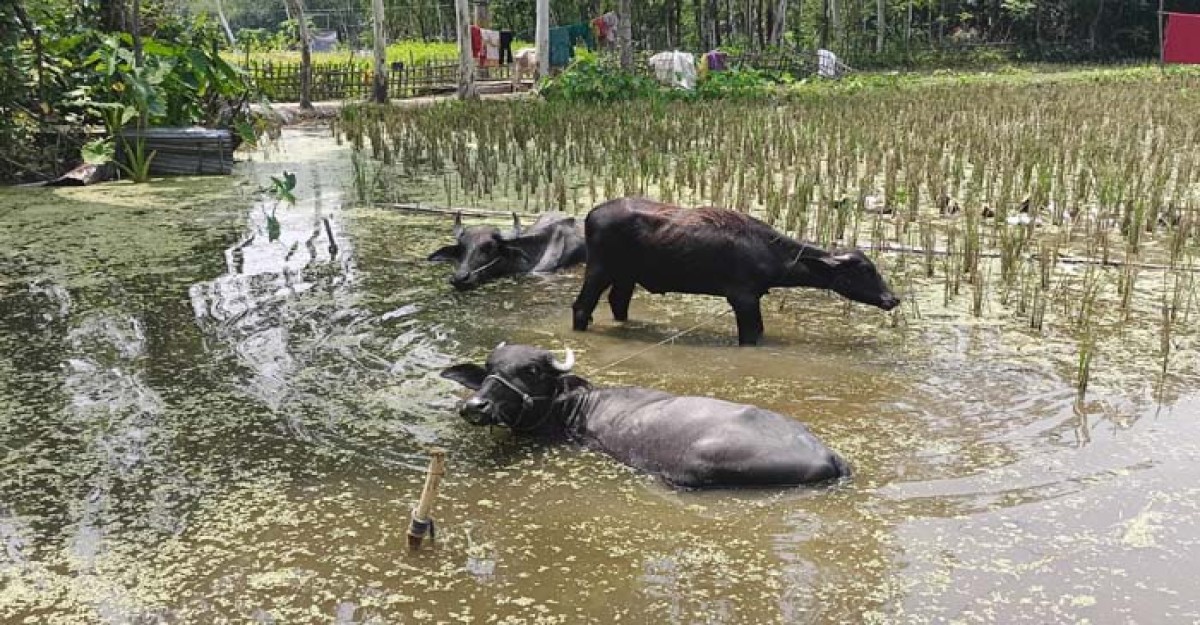 ফুলবাড়ীতে তীব্র গরমে অতিষ্ঠ জনজীবন