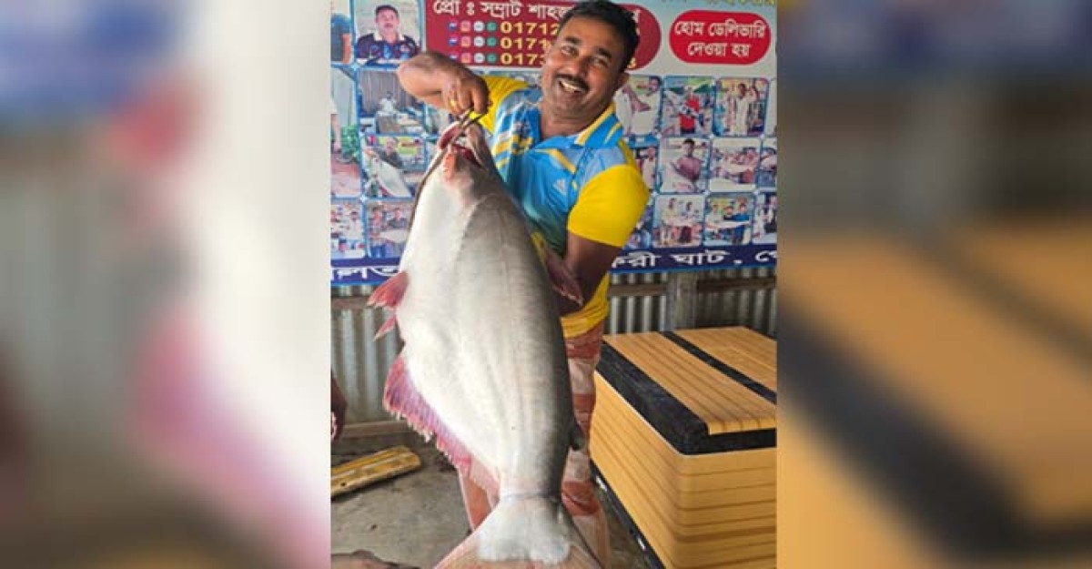 পদ্মার জেলের জালে ২৬ কেজির পাঙাশ, অর্ধলক্ষ টাকায় বিক্রি