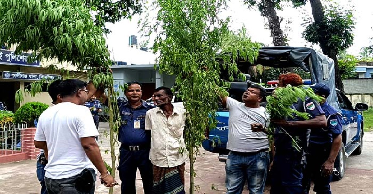 ঝিনাইদহে ১৪ ফুট উচ্চতার দুই গাঁজার গাছসহ মাদক ব্যবসায়ী আটক