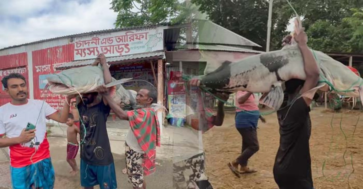 গোয়ালন্দের পদ্মায় জেলের জালে ধরা পরল ৫০ কেজি ওজনের বিশাল বাঘাইর মাছ