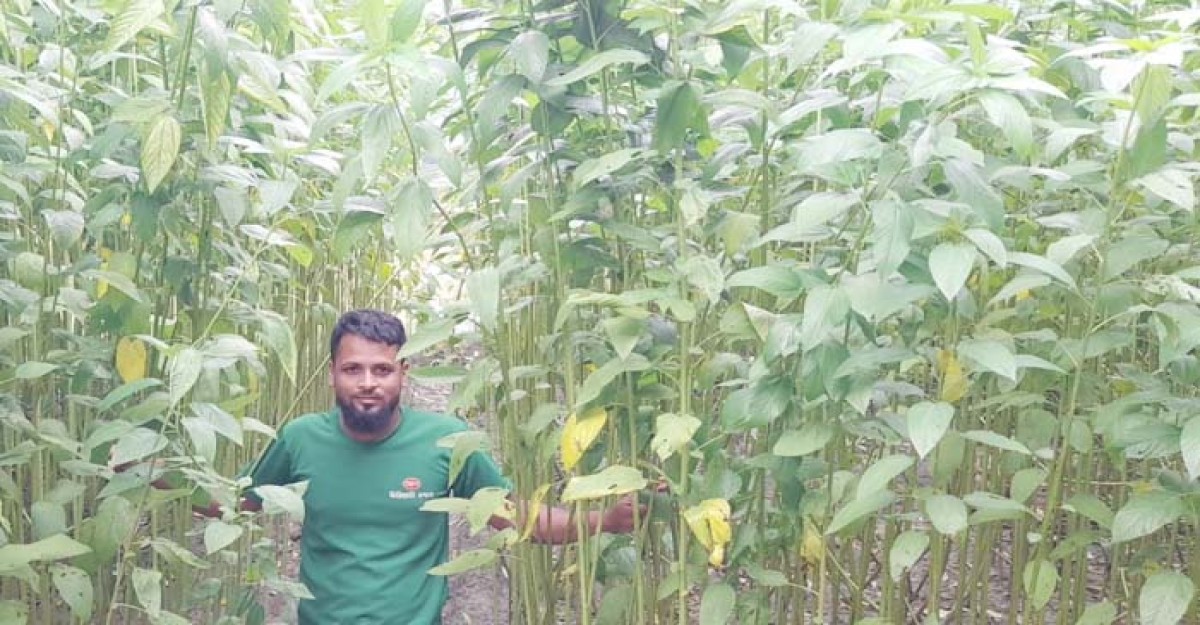 নকলায় পাটের বাম্পার ফলনের সম্ভাবনা, জাগ নিয়ে শঙ্কা