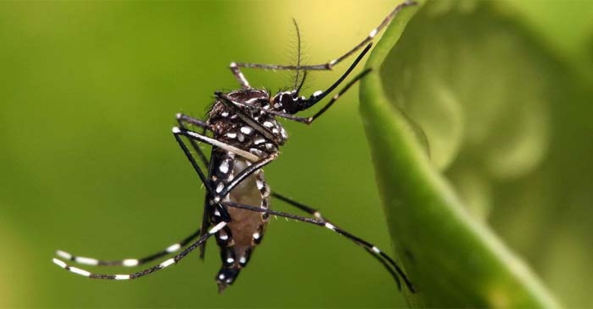 ডেঙ্গুর ছোবল বাড়ছে, ১ দিনে ৩১৭ জন আক্রান্ত