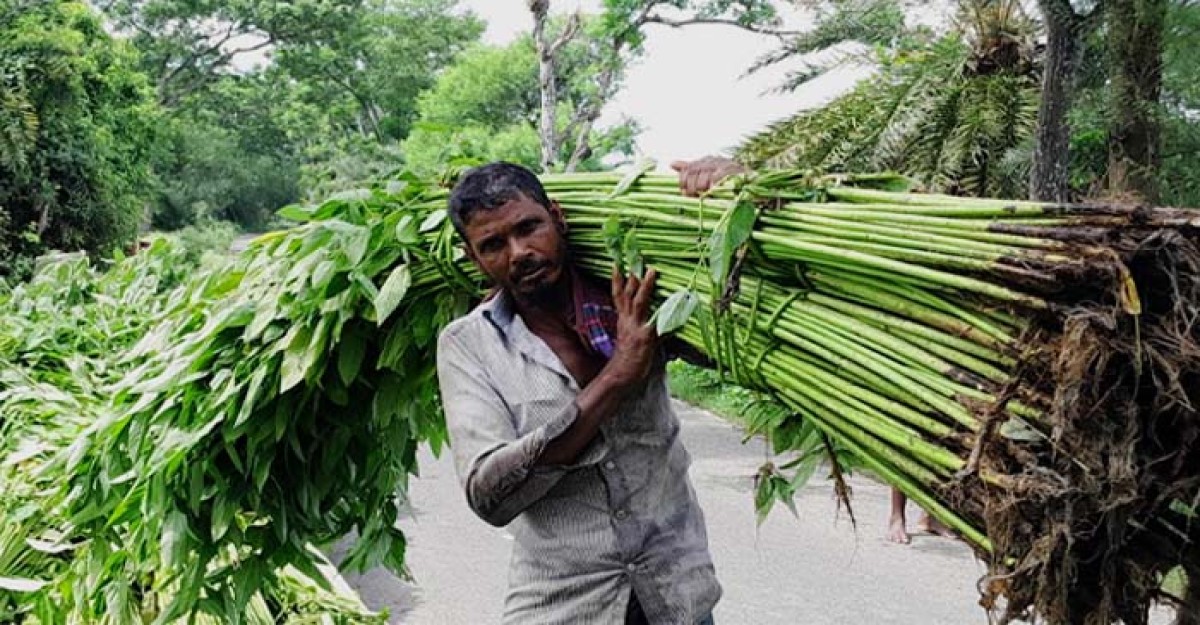 মাগুরায় পাটের ভালো ফলন, লাভে টান পড়ছে শ্রমিক সংকটে