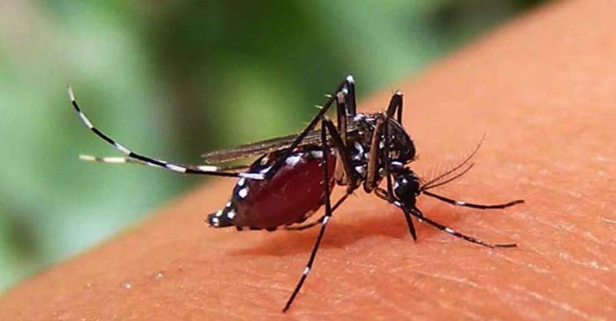 ডেঙ্গুতে আরও ৩ জনের মৃত্যু, একদিনে আক্রান্ত ৪৯২