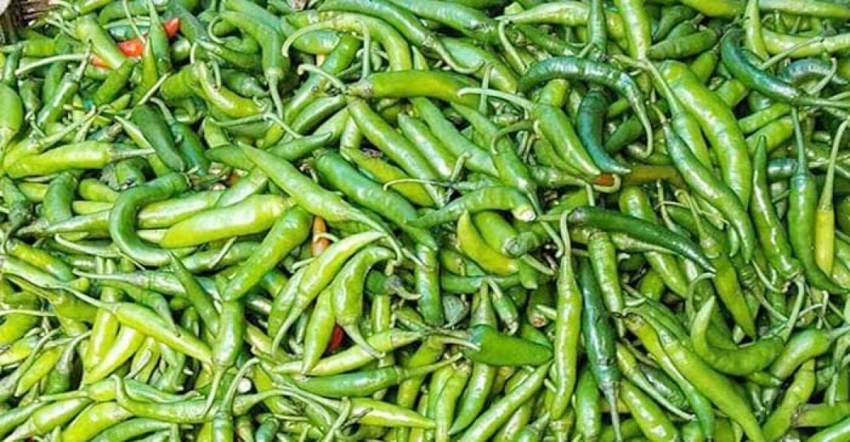বাজারে সরবরাহ বাড়ায় কমেছে কাঁচামরিচের দাম