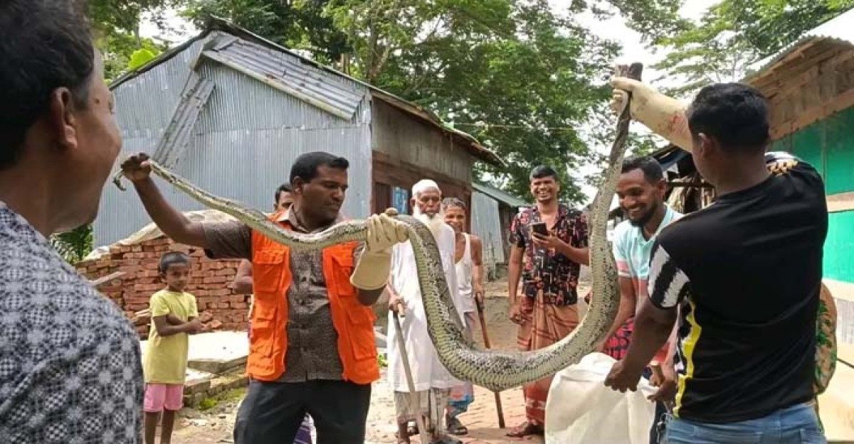 হাঁসের ঘর থেকে ১০ ফুট লম্বা অজগর উদ্ধার