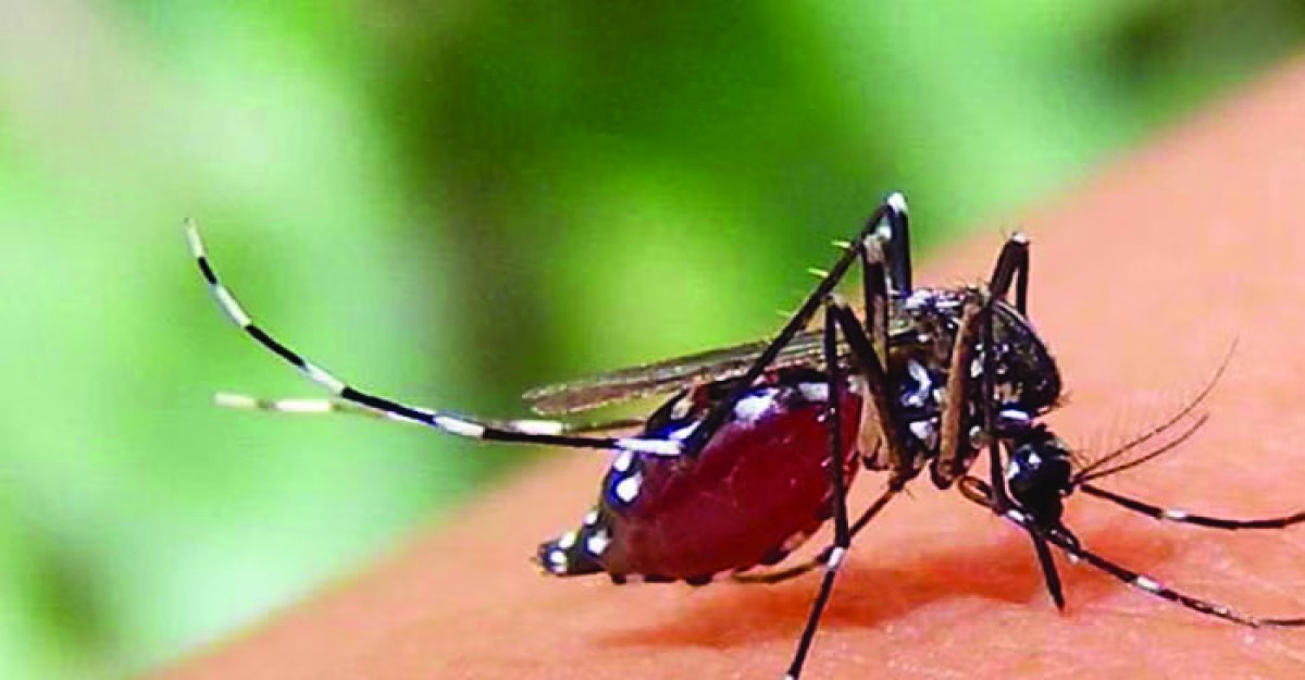 ডেঙ্গুতে ২৪ ঘণ্টায় হাসপাতালে আরো ভর্তি ১৩৮