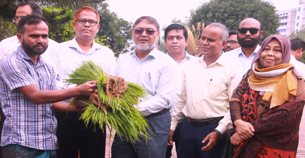 ব্রিতে জুলাই বিপ্লবে কৃষকের মাঝে আমন চারা বিতরণ