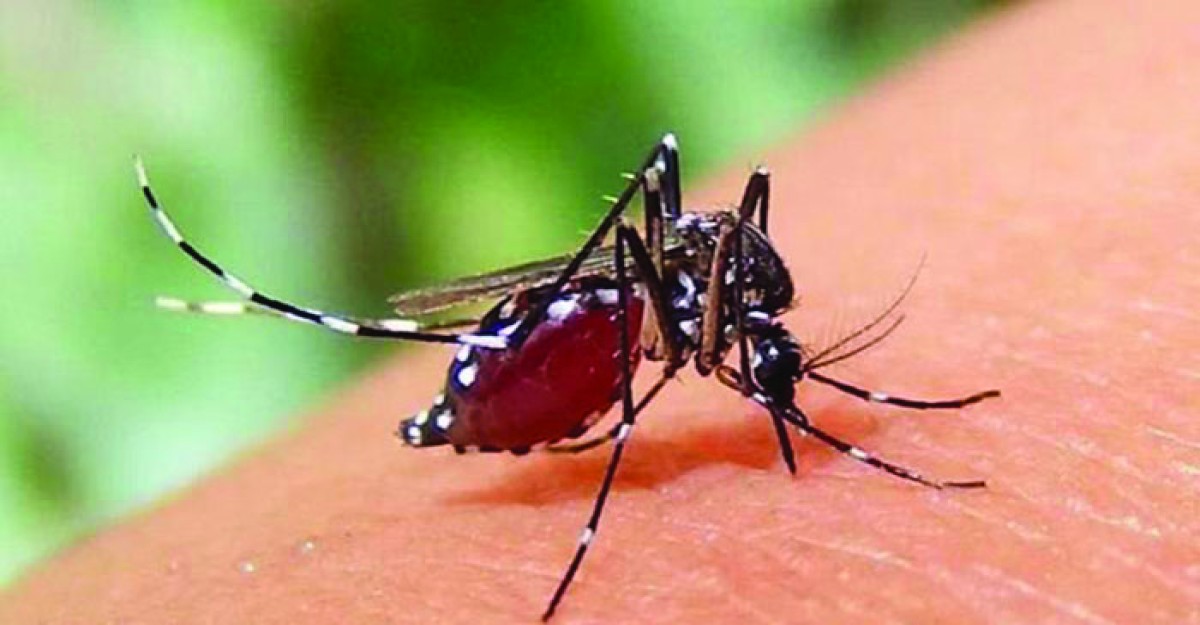 ডেঙ্গুতে একদিনে আরও ৩ জনের মৃত্যু