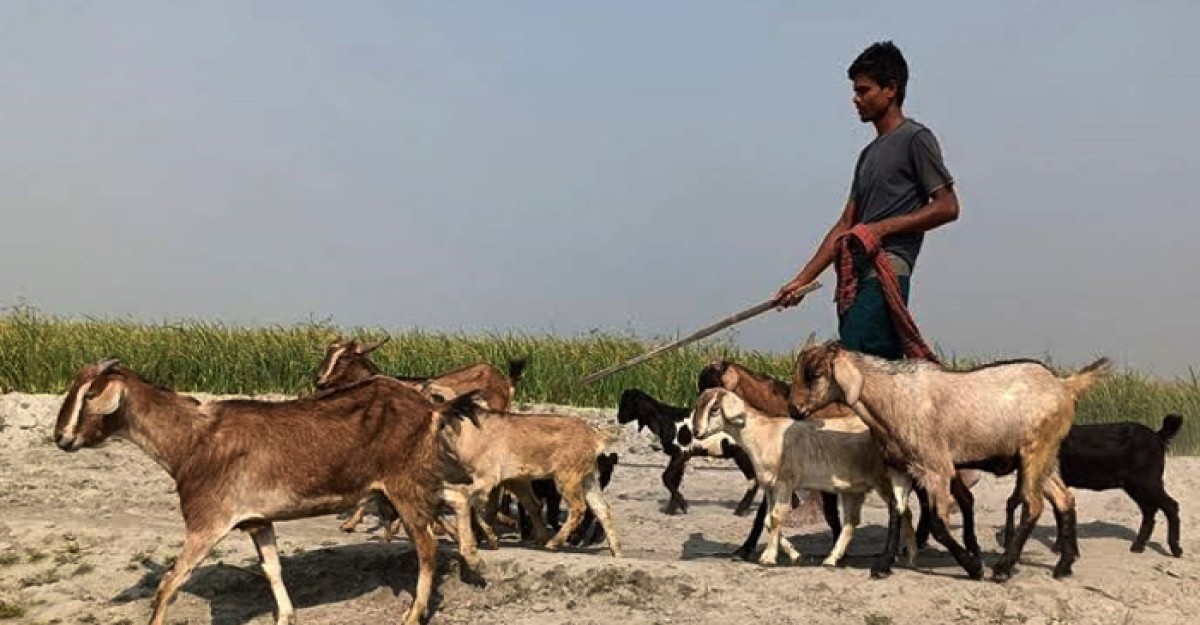 কুড়িগ্রামের চরাঞ্চলে গবাদি পশু পালন স্বাবলম্বী হচ্ছে হাজারো পরিবার