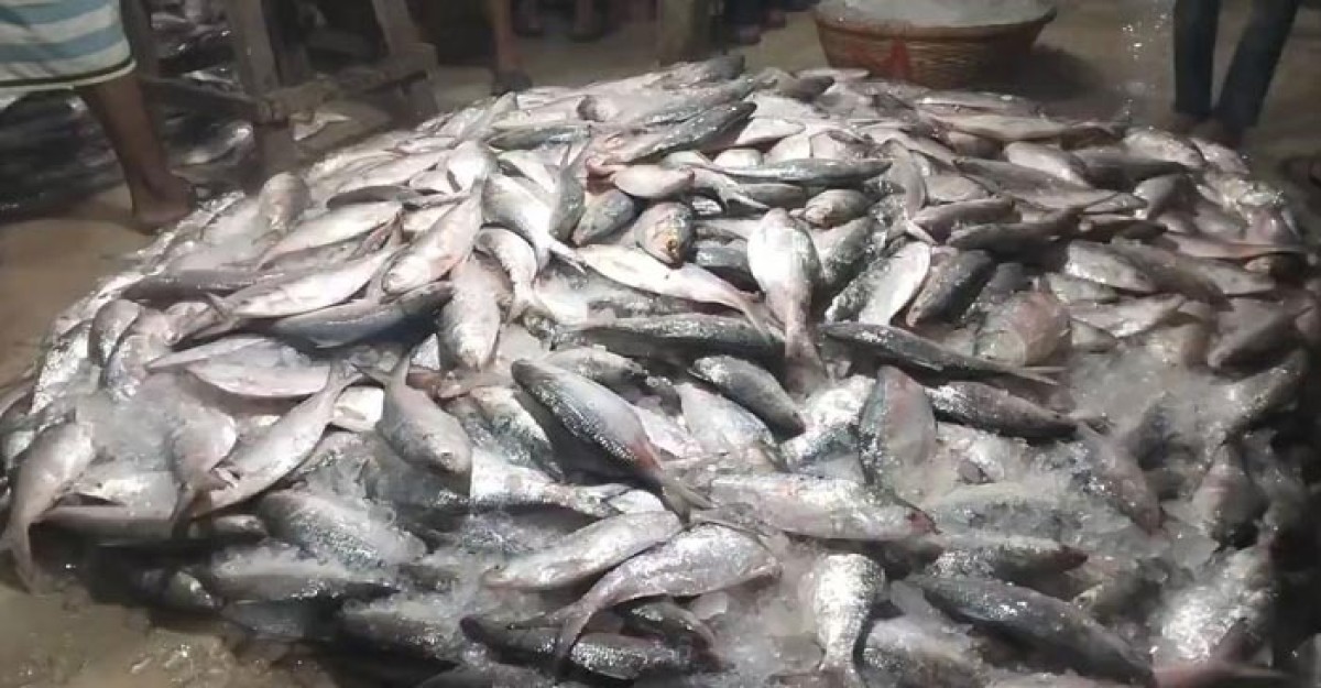 চাঁদপুরে ইলিশের সরবরাহ বাড়লেও, দাম নাগালের বাইরে