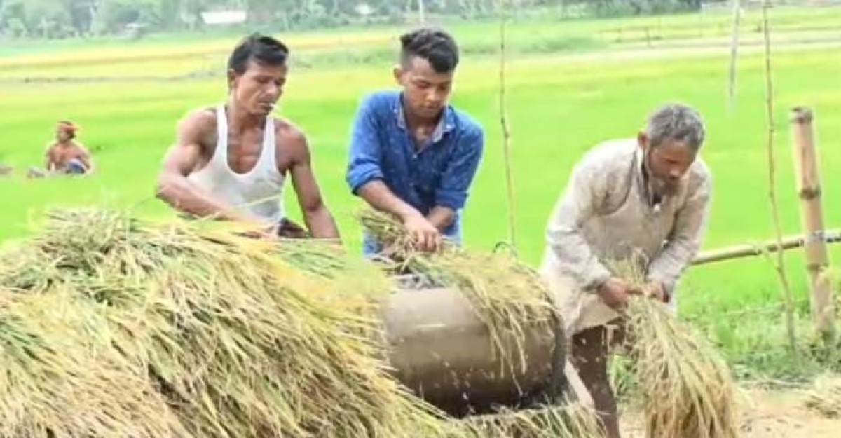 নেত্রকোণায় আউশ ধানের ভালো ফলন, দ্বিগুণেরও বেশি জমিতে আবাদ
