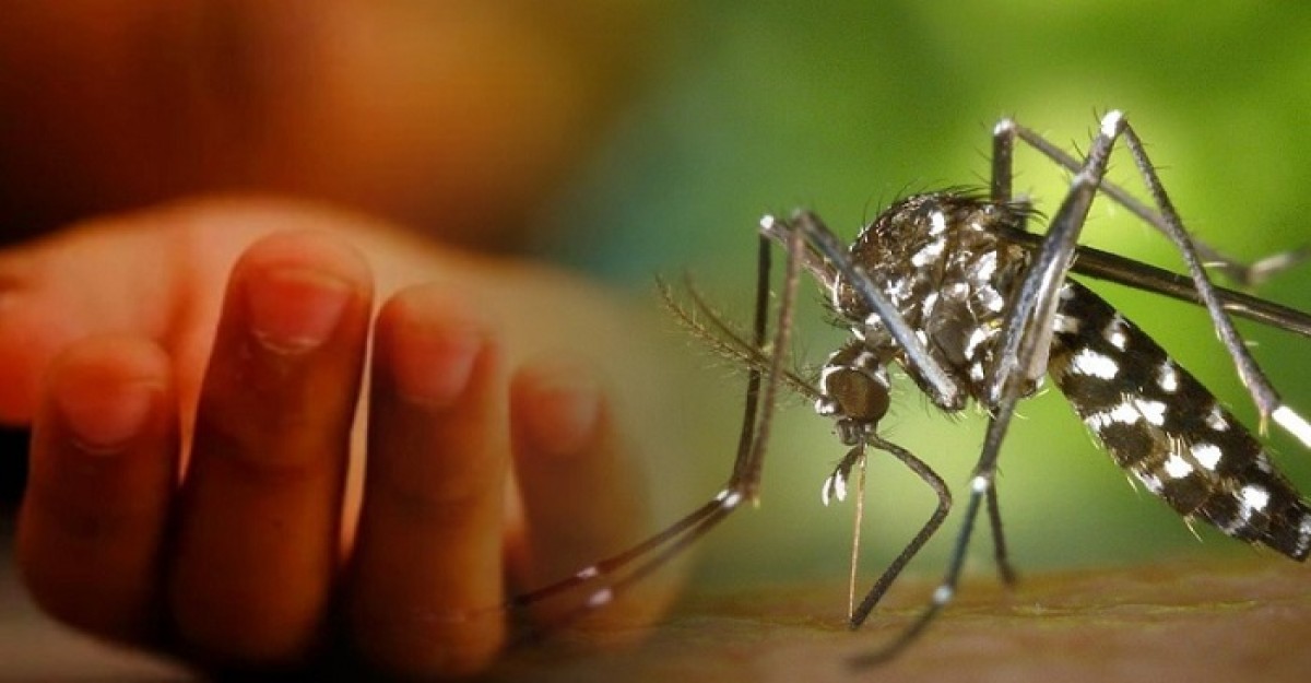 এক দিনে ডেঙ্গুতে আক্রান্ত আরও ৩৫৬ জন