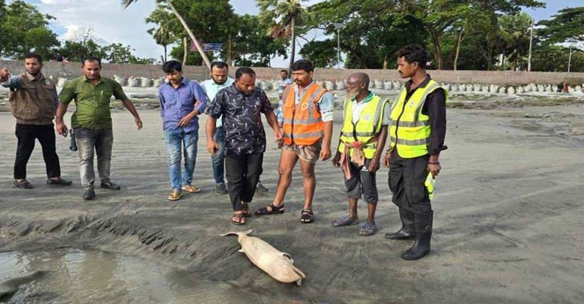 কুয়াকাটা সৈকতে আবারও ভেসে এলো মৃত ইরাবতী ডলফিন