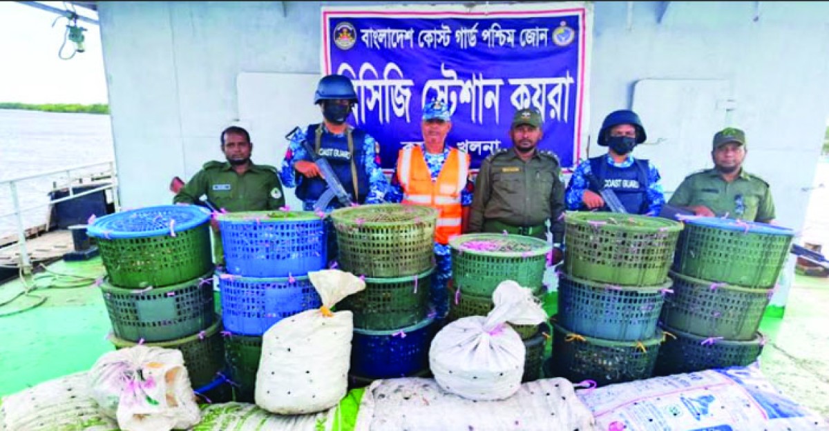 কয়রায় কোস্ট গার্ডের অভিযানে ৮৫০ কেজি কাঁকড়া জব্দ