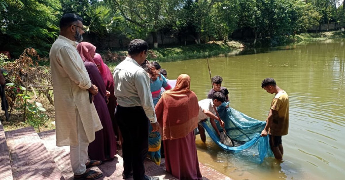 তিতাসে উন্মুক্ত জলাশয়ে পোনামাছ অবমুক্ত