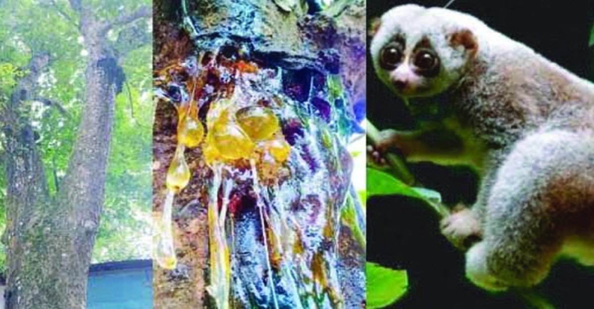 হবিগঞ্জের সাতছড়িতে লজ্জাবতী বানরের প্রধান খাদ্য জিগার গাছের আঠা