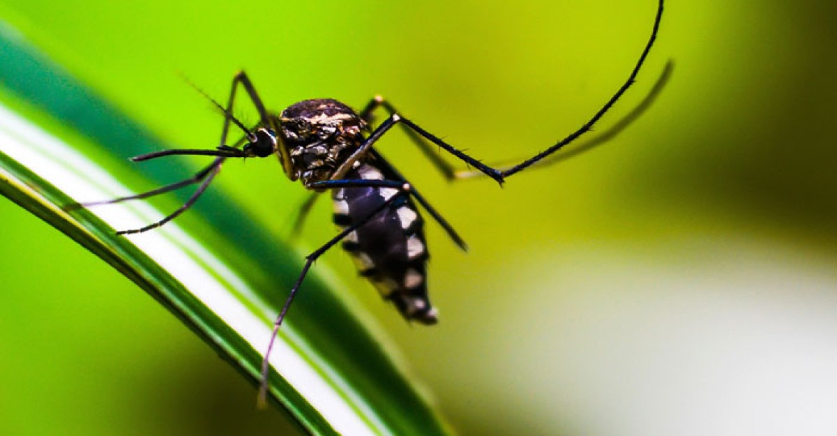 ১ দিনে ডেঙ্গুতে আরও দুজনের মৃত্যু
