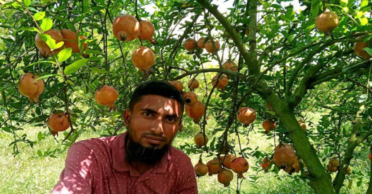 মহেশপুরে বিদেশি আনার চাষে তরুণের সাফল্য