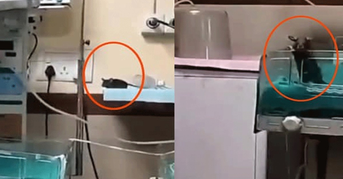 হাসপাতালের ভেতরে ইঁদুরের কামড়ে দুই নবজাতকের মৃত্যু