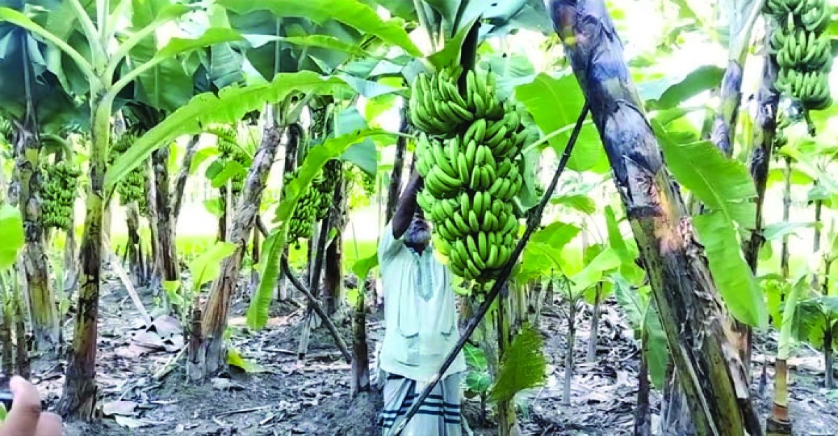 ফুলবাড়ীতে কলা চাষ লাখ টাকার স্বপ্ন দেখছেন কৃষক আকবর আলী