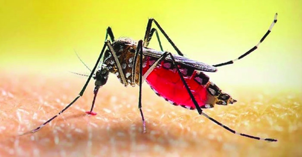 ডেঙ্গুতে একদিনে ৬ জনের মৃত্যু